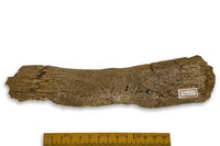 F 07455
<br/>
<br/>
<em></em>